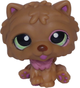 #1157 Chow Chow